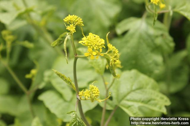 Photo: Brassica nigra 9.