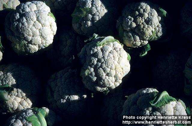 Photo: Brassica oleracea botr.