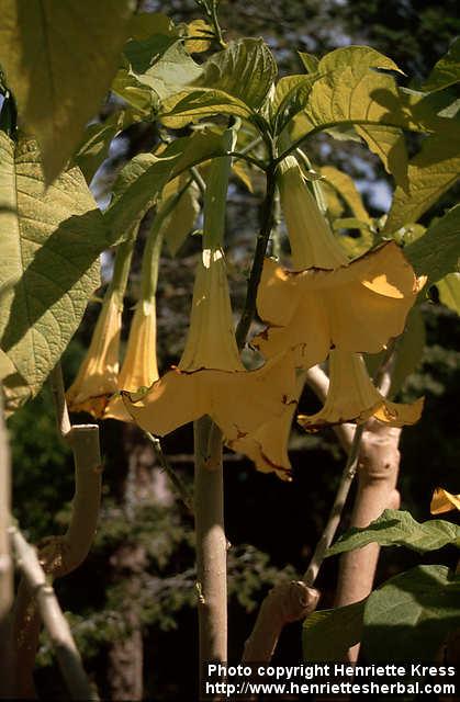 Photo: Brugmansia 1.