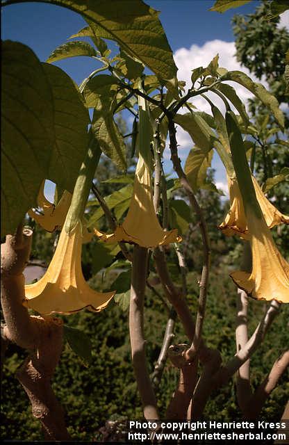 Photo: Brugmansia 2.