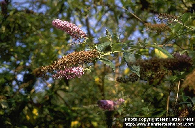 Photo: Buddleja.