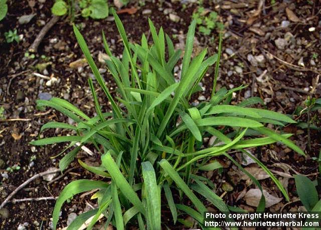 Photo: Bupleurum falcatum.