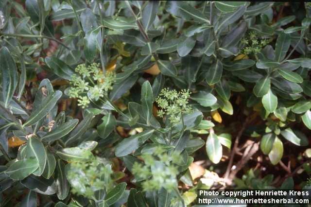 Photo: Bupleurum fruticosum 1.