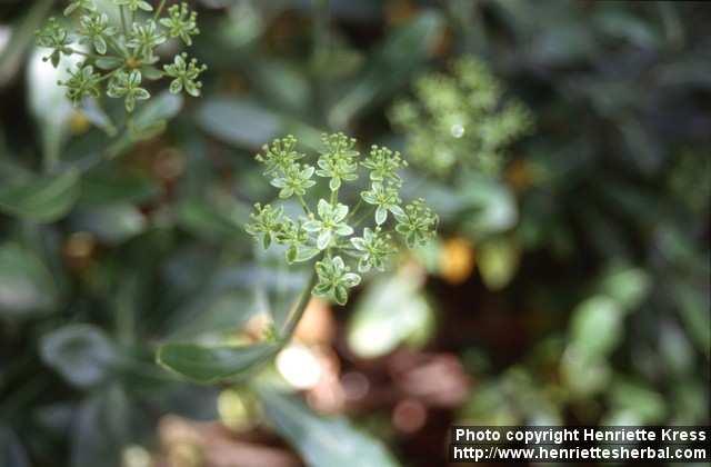 Photo: Bupleurum fruticosum.