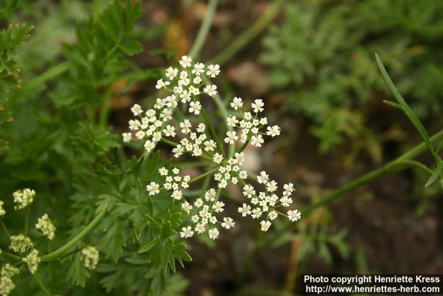 Photo: Bunium bulbocastanum 1.