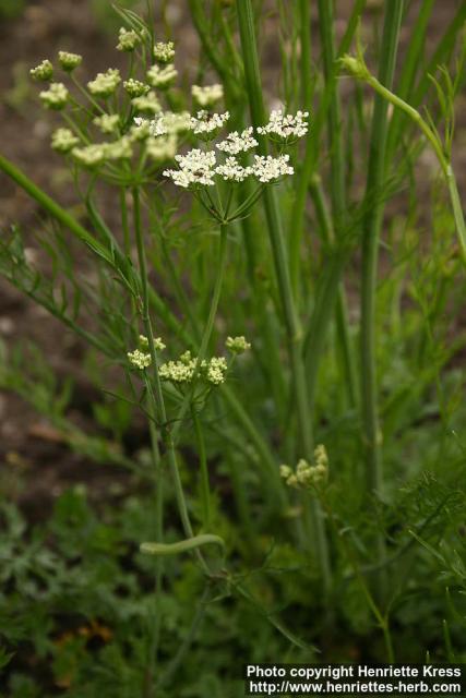 Photo: Bunium bulbocastanum 2.