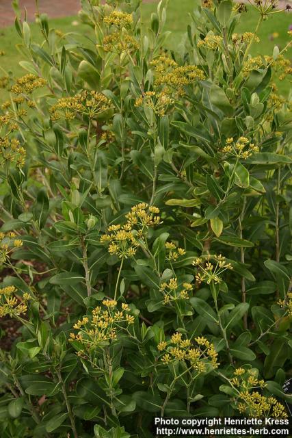 Photo: Bupleurum longifolium 1.