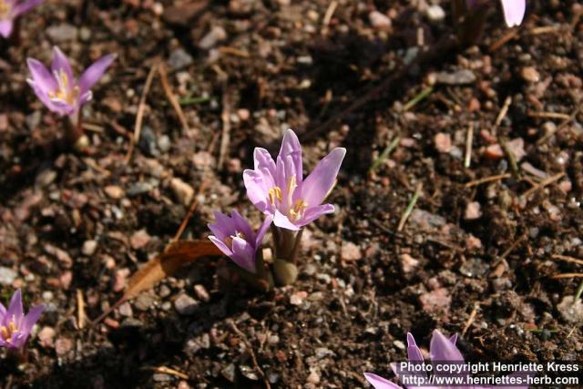 Photo: Bulbocodium vernum 5.