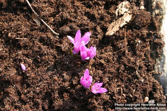 Photo: Bulbocodium vernum 8.