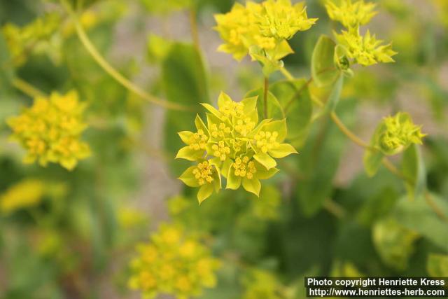 Photo: Bupleurum rotundifolium 1.