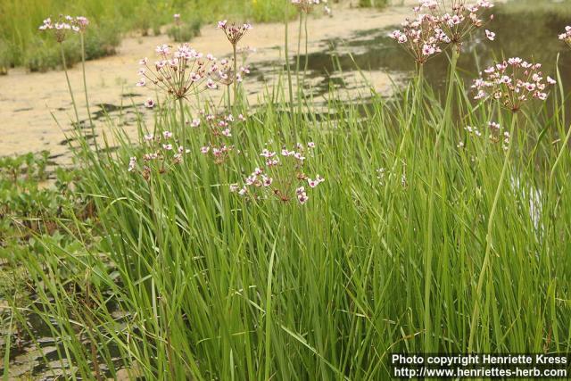 Photo: Butomus umbellatus 1.