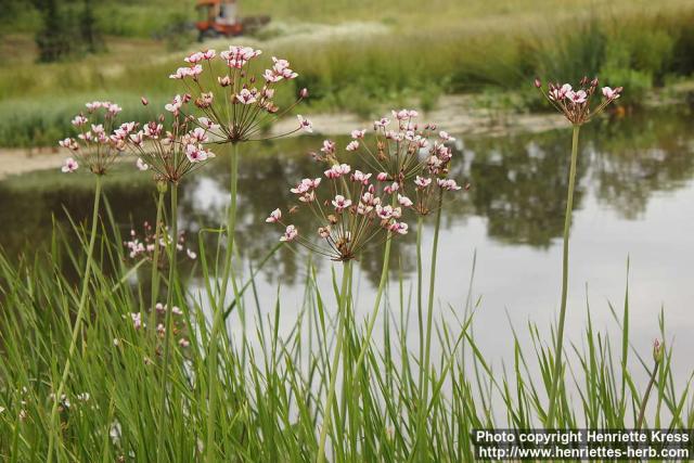 Photo: Butomus umbellatus 2.