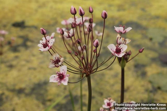 Photo: Butomus umbellatus 6.