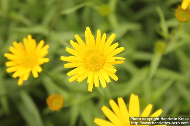 Photo: Buphthalmum salicifolium 2.