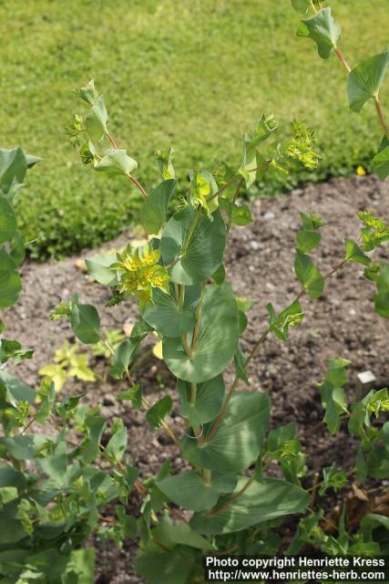 Photo: Bupleurum rotundifolium 4.