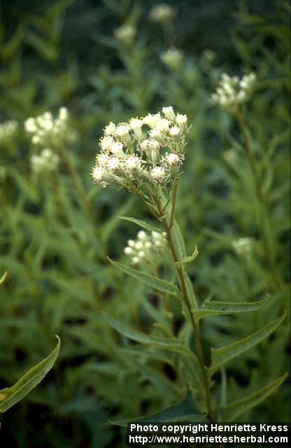 Photo: Cacalia hastata 3.