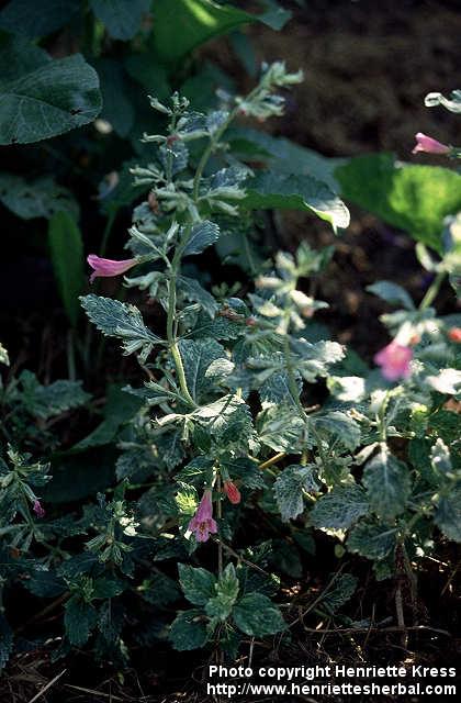 Photo: Calamintha grandiflora.