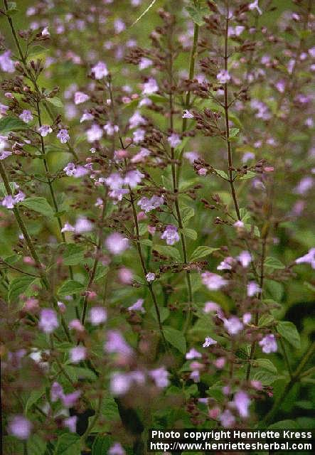 Photo: Calamintha nepeta 1.