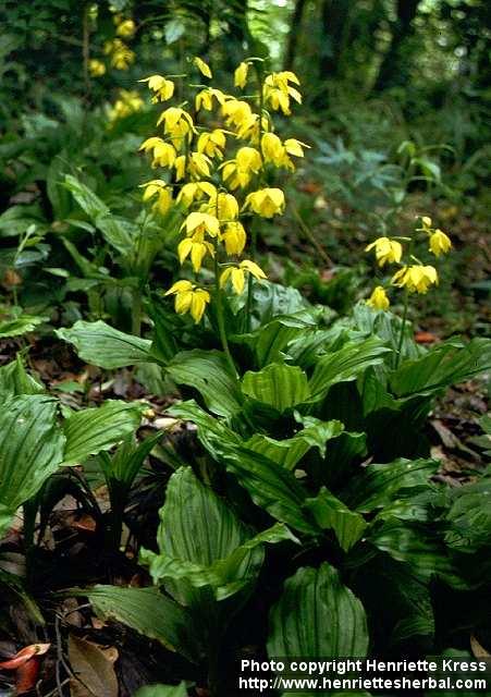 Photo: Calanthe sieboldii 2.