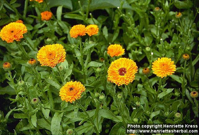 Photo: Calendula officinalis 3.