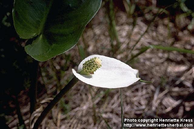 Photo: Calla palustris 1.