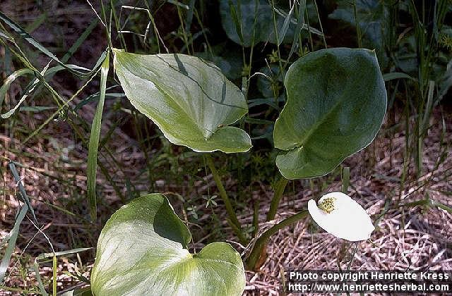 Photo: Calla palustris.