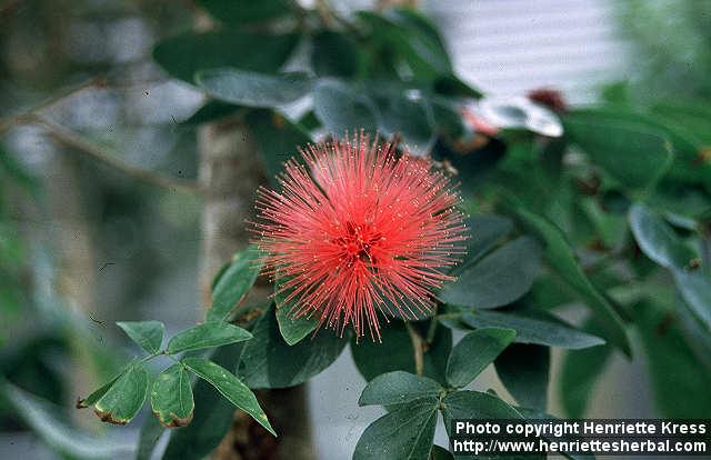 Photo: Calliandra tergemina.