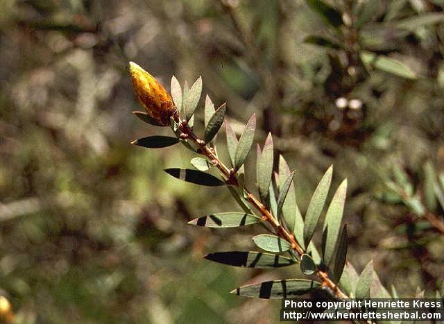 Photo: Callistemon citrinus 2.