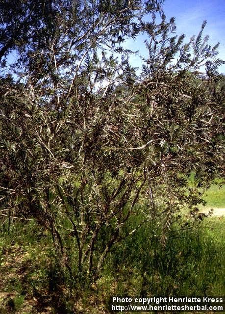 Photo: Callistemon citrinus.