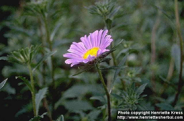 Photo: Callistephus chinensis.