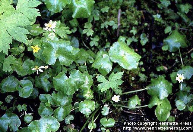 Photo: Caltha leptosepala.