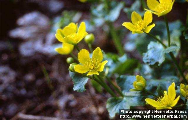 Photo: Caltha palustris 1.