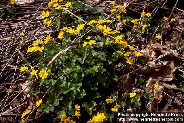 Photo: Caltha palustris 2.