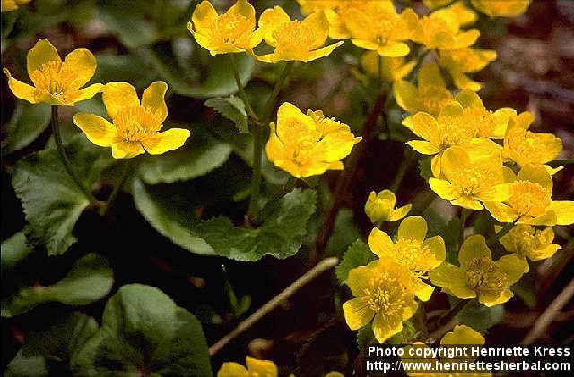 Photo: Caltha palustris 3.