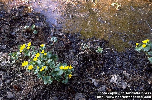 Photo: Caltha palustris.