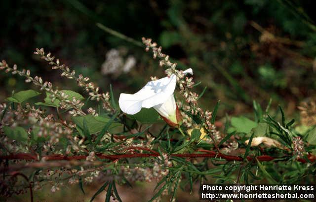 Photo: Calystegia sepium 3.