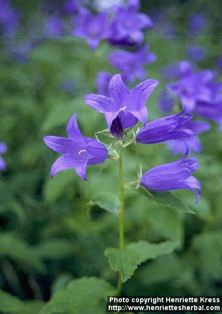 Photo: Campanula latifolia 2.