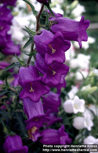 Photo: Campanula medium 2.