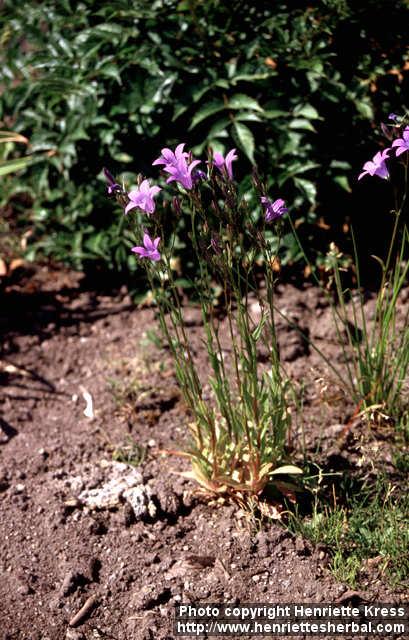 Photo: Campanula patula.