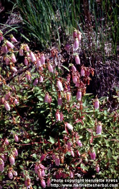 Photo: Campanula punctata.