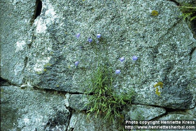 Photo: Campanula rotundifolia 1.