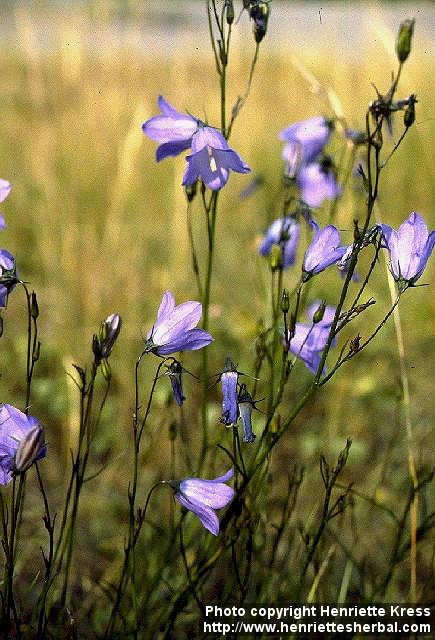 Photo: Campanula rotundifolia 2.