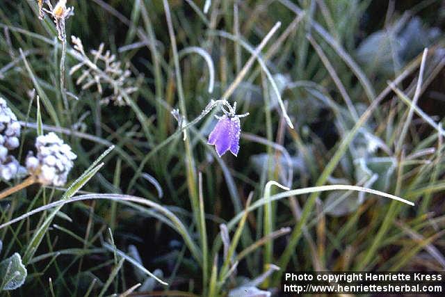 Photo: Campanula rotundifolia 3.