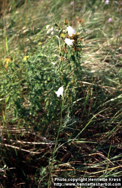 Photo: Campanula rotundifolia 5.