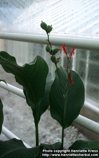 Photo: Canna indica 1.