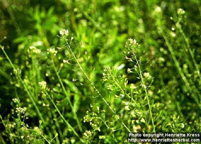 Photo: Capsella bursa pastoris 3.