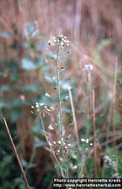 Photo: Capsella bursa pastoris 5.