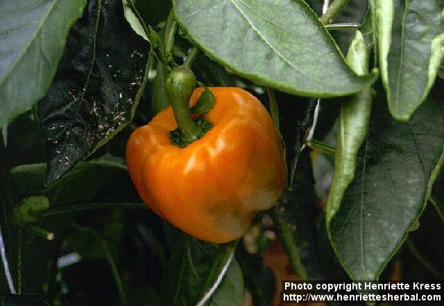 Photo: Capsicum annuum 1.