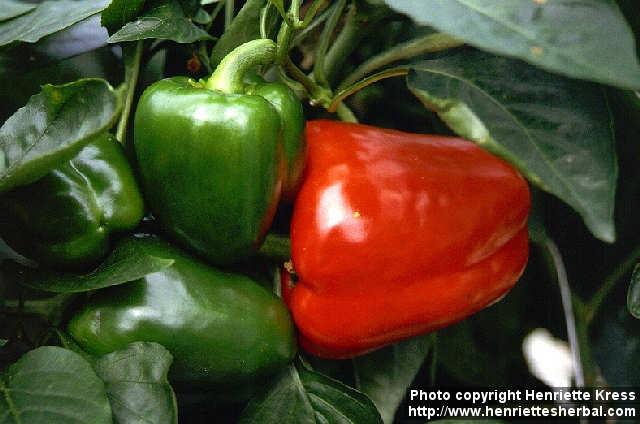 Photo: Capsicum annuum 2.