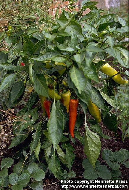 Photo: Capsicum annuum 3.